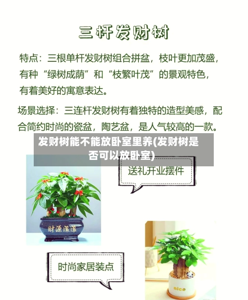 发财树能不能放卧室里养(发财树是否可以放卧室)-第1张图片