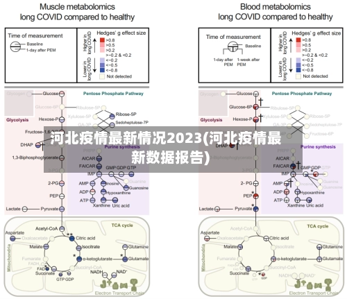 河北疫情最新情况2023(河北疫情最新数据报告)-第1张图片