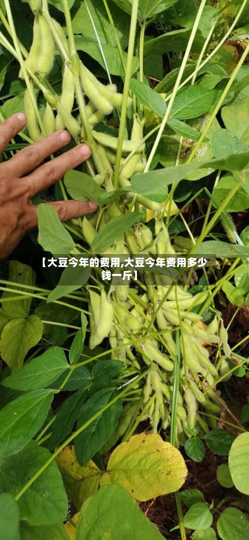 【大豆今年的费用,大豆今年费用多少钱一斤】-第1张图片