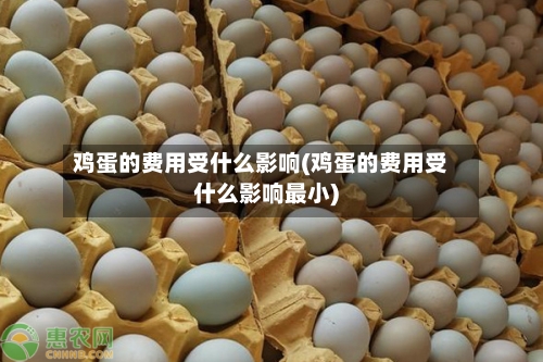 鸡蛋的费用受什么影响(鸡蛋的费用受什么影响最小)-第2张图片