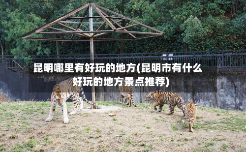 昆明哪里有好玩的地方(昆明市有什么好玩的地方景点推荐)-第1张图片